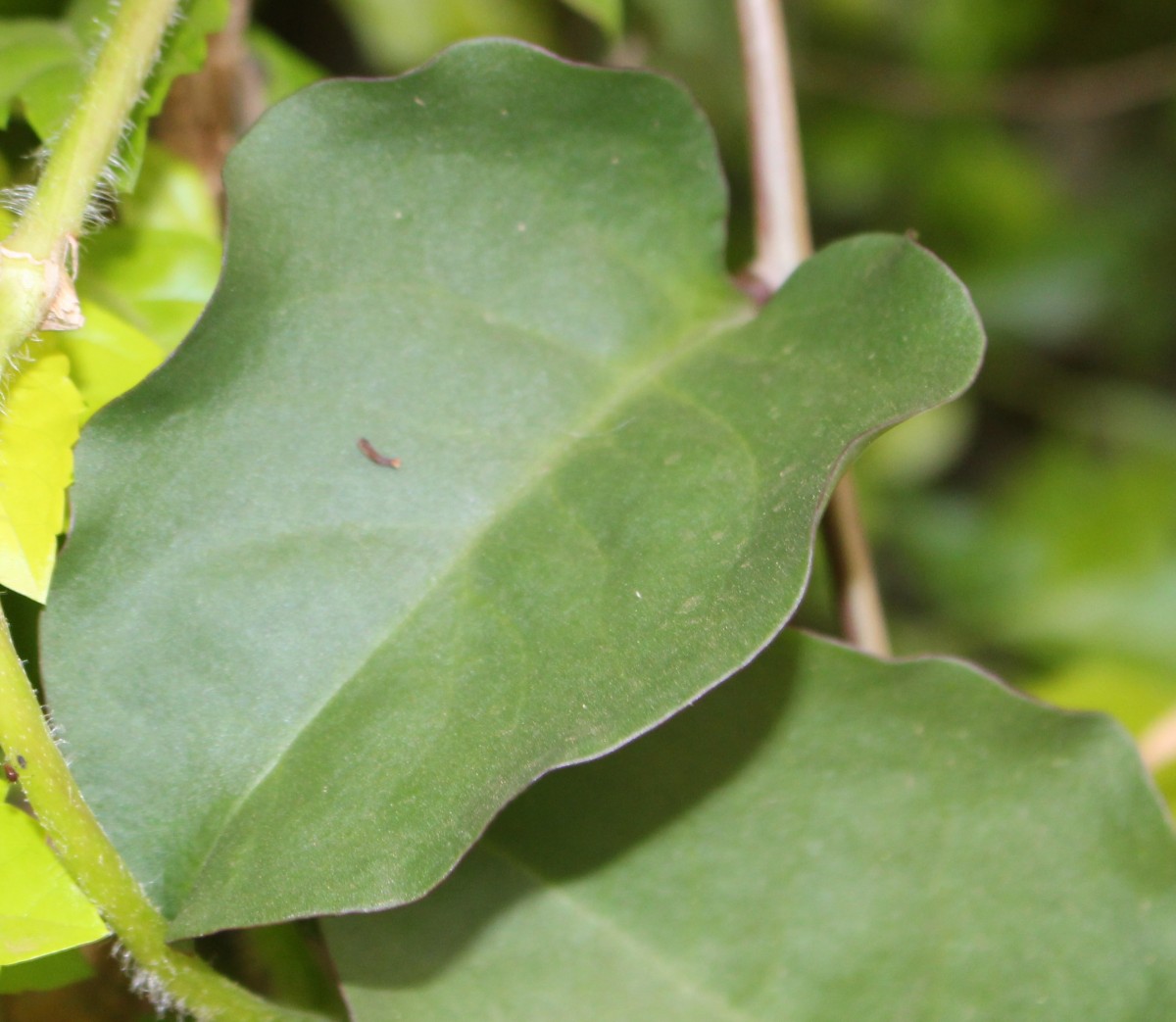 Anredera cordifolia (Ten.) Steenis